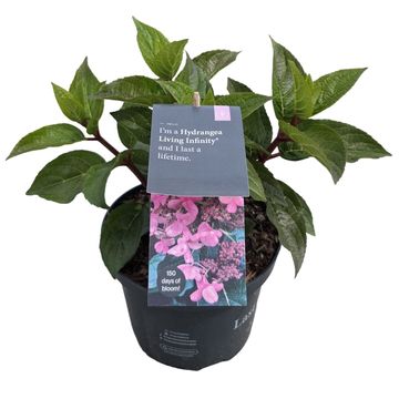 Hydrangea paniculata LIVING LITTLE ROSY