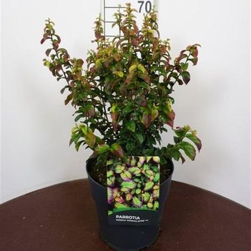 Parrotia persica PERSIAN SPIRE