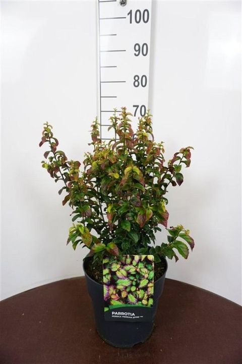 Parrotia persica PERSIAN SPIRE