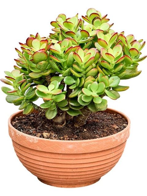 Crassula ovata 'Minor'