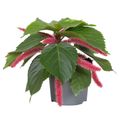 Acalypha hispida