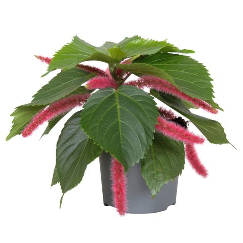 Acalypha hispida
