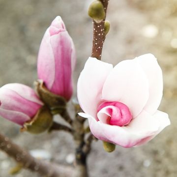 Magnolia denudata FRAGRANT CLOUD