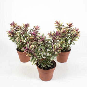 Hebe 'Tricolor'