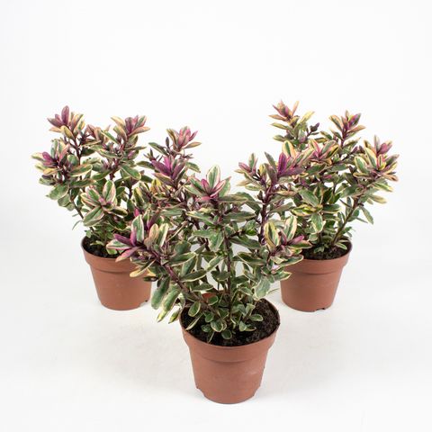 Hebe 'Tricolor'