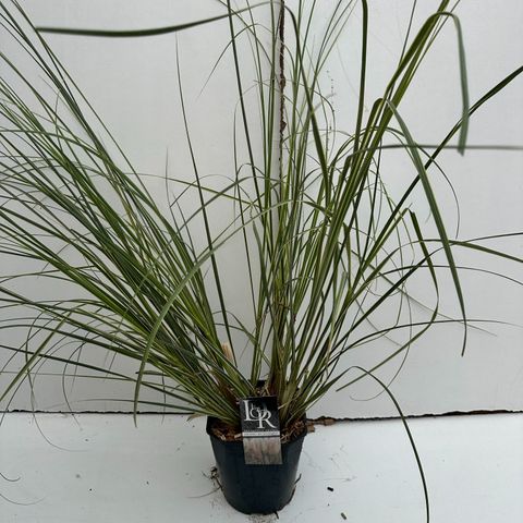 Cortaderia selloana MINISILVERPAMPAS