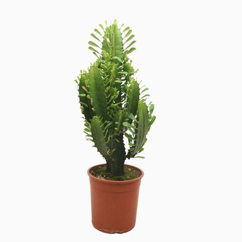 Euphorbia acrurensis