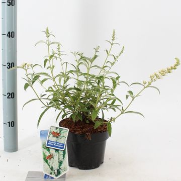 Buddleja davidii 'White Profusion'