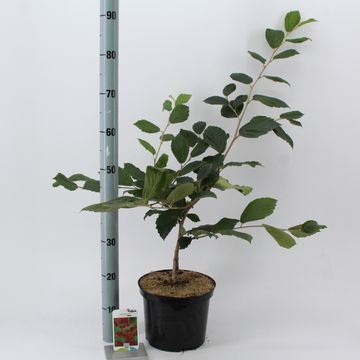 Hamamelis x intermedia 'Rubin'