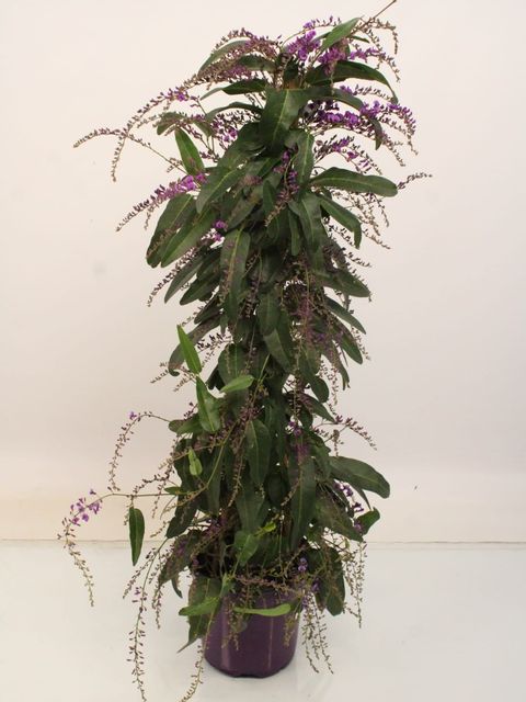 Hardenbergia violacea