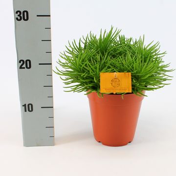 Senecio archeri 'Himalaya'