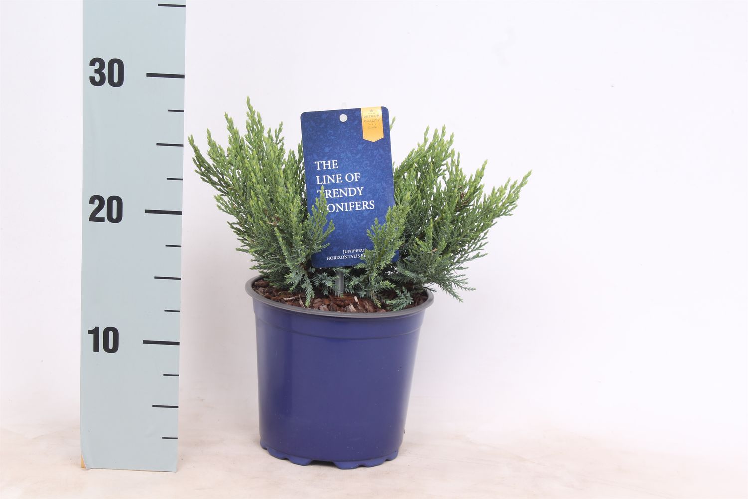 Juniperus sabina 'Tamariscifolia' — Groothandel in planten FlorAccess