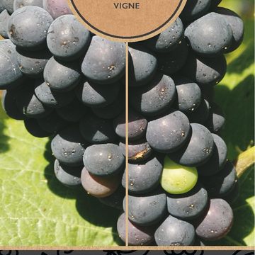 Vitis 'Nero'