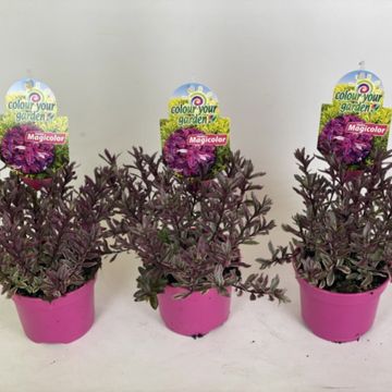 Hebe MAGICOLORS MIX