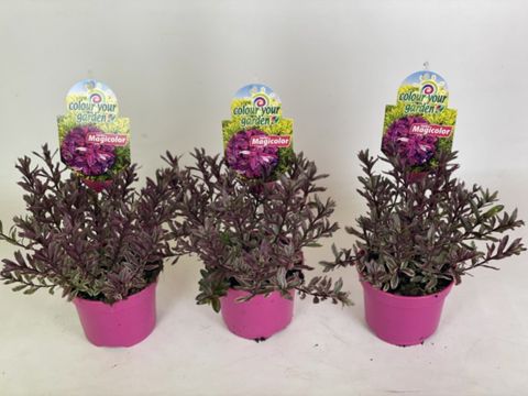 Hebe MAGICOLORS MIX