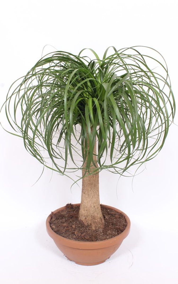 Beaucarnea recurvata en Bohemian
