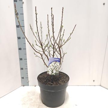 Exochorda racemosa 'Niagara'