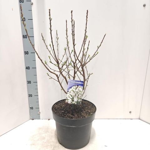 Exochorda racemosa 'Niagara'