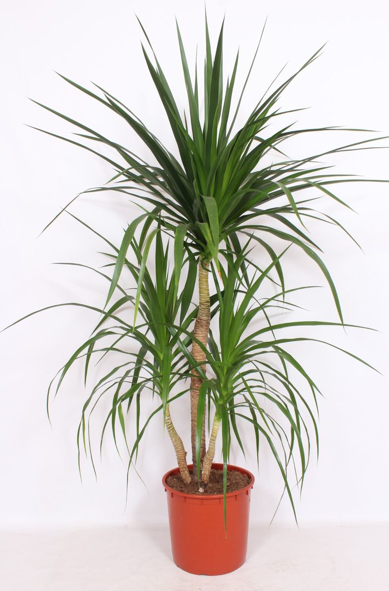 Dracaena draco — Plant Wholesale FlorAccess