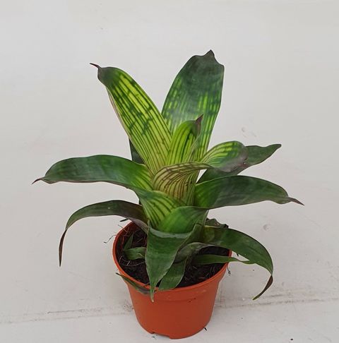 Vriesea gigantea seideliana 'Nova'