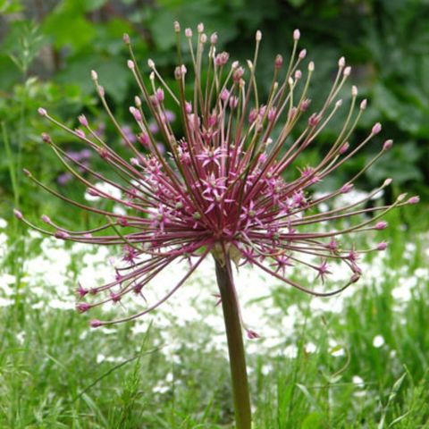 Allium schubertii