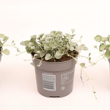 Dichondra argentea 'Silver Falls'