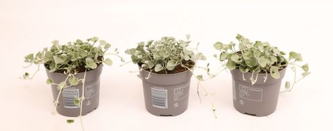 Dichondra argentea 'Silver Falls'