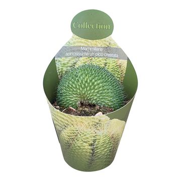 Mammillaria spinosissima 'Un Pico Cristata'