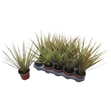 Dracaena marginata 'Bicolor'