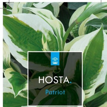 Hosta 'Patriot'