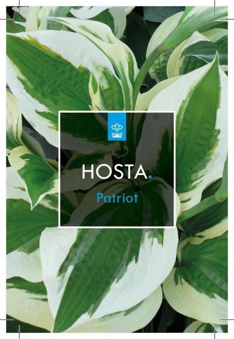 Hosta 'Patriot'