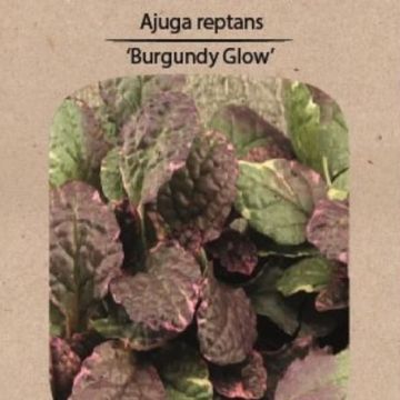 Ajuga reptans 'Burgundy Glow'
