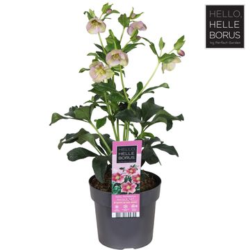 Helleborus orientalis 'Hello Pink'