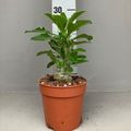 Pachypodium saundersii