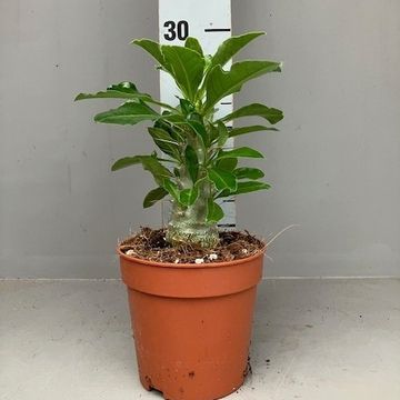 Pachypodium saundersii