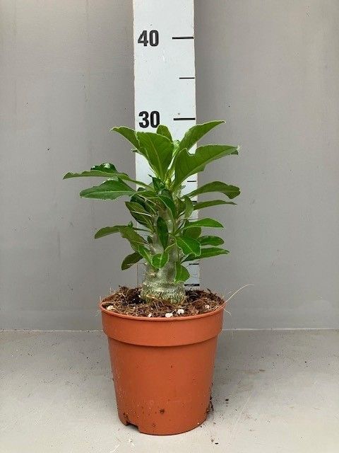 Pachypodium saundersii