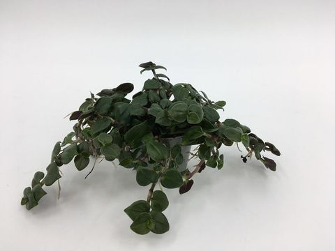 Tradescantia albiflora 'Dark Green'