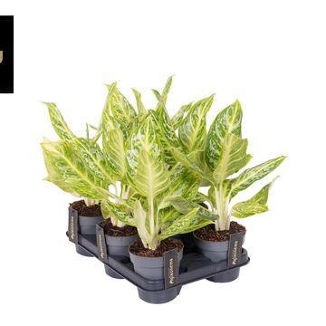 Aglaonema 'Citrus Glow'