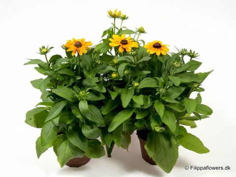 Rudbeckia hirta 'Toto'