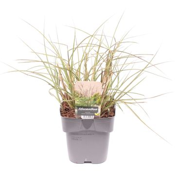 Miscanthus sinensis 'Kleine Silberspinne'