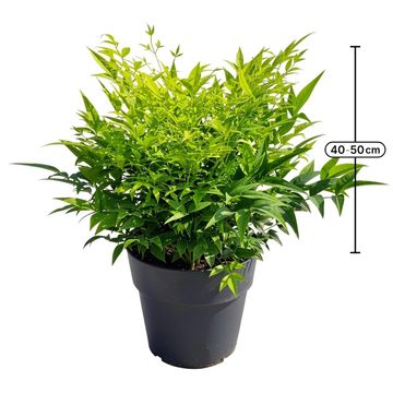 Nandina domestica MAGICAL LEMON & LIME