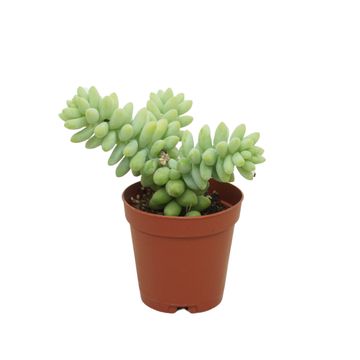 Sedum burrito