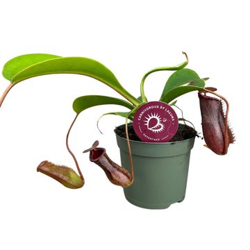 Nepenthes lowii