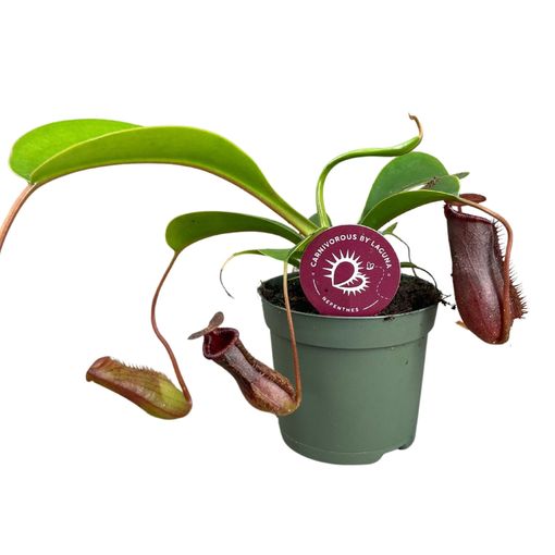 Nepenthes lowii