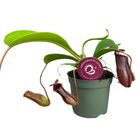 Nepenthes lowii