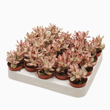 Crassula rubricaulis 'Candy Cane'