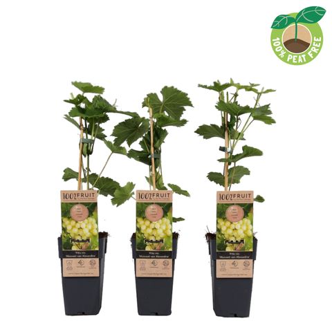 Vitis 'Muscat of Alexandria'