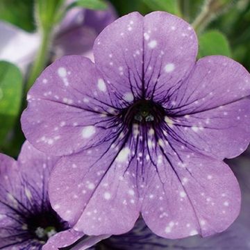 Petunia LAVENDER SKY