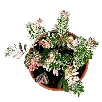 Phyllanthus urinaria 'Variegata'