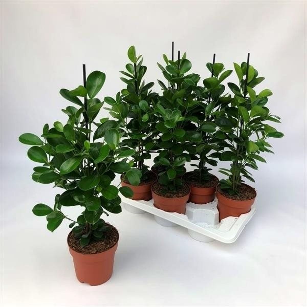 Ficus Microcarpa Moclame Trunk Flata H110cm Leverans Stor Vaxt main image 0